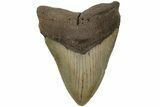 Fossil Megalodon Tooth - North Carolina #204570-1